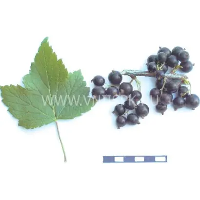 Измайловская