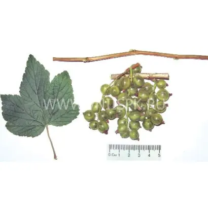 Изумрудное ожерелье