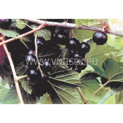 Карачинская