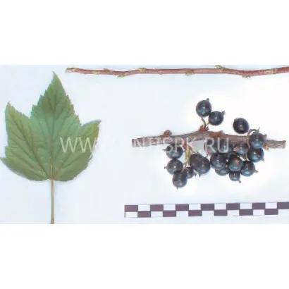 Клуссоновская