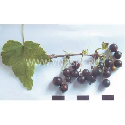 Кольский сувенир