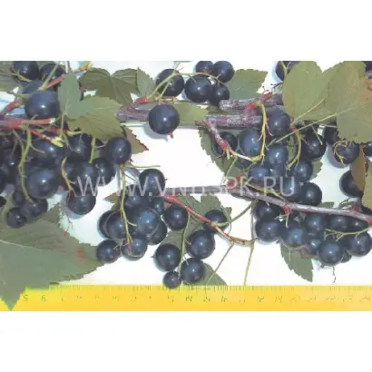 Кушнаренковская