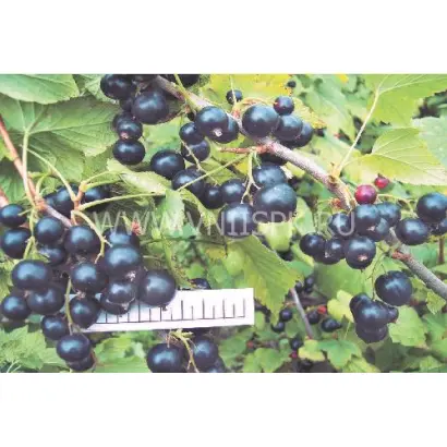 Литвиновская