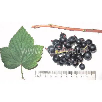 Маленький принц