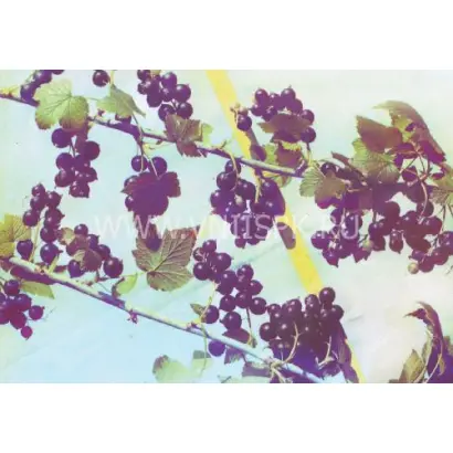 Миасская чёрная