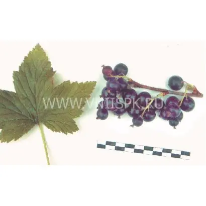 Минусинская сладкая