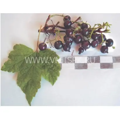 Мурманчанка