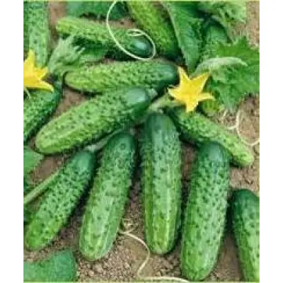 Ирина F1 / Ира F1 / Ira F1