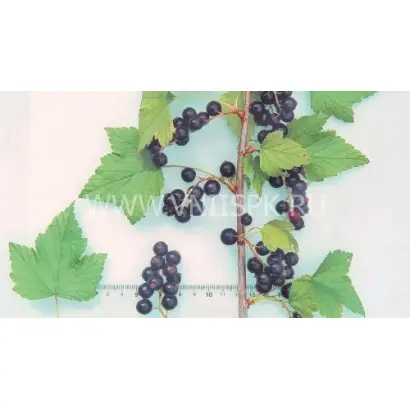 Несравненная