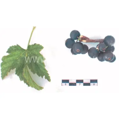 Нестер Козин