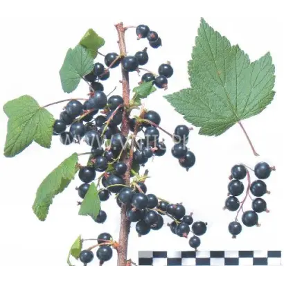 Орловская серенада