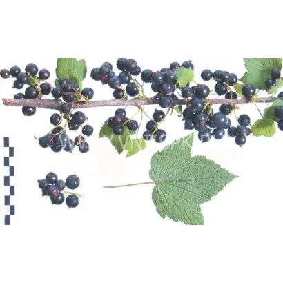 Орловский вальс