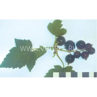 Памяти Куминовой