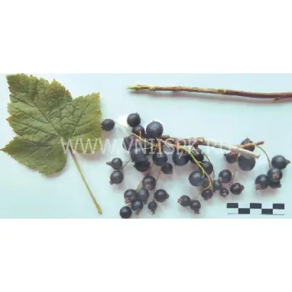 Памяти Кындыла