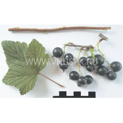 Памяти Потапенко