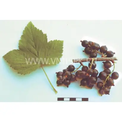 Памяти Равкина