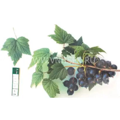 Памяти Шукшина