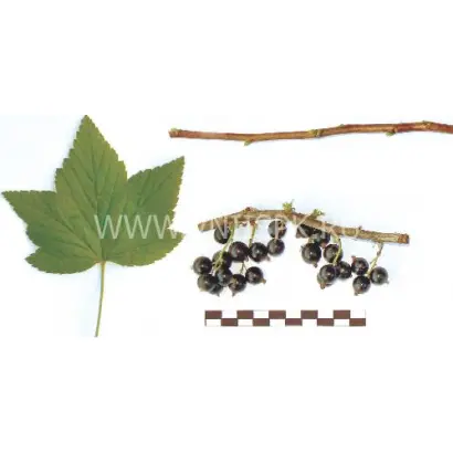 Память Вавилова