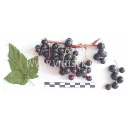 Память Лисавенко