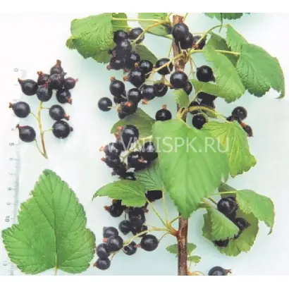 Память Мичурина