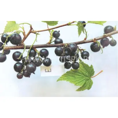 Партизанка Брянская