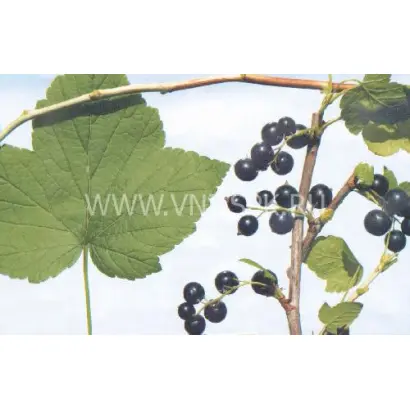 Петербурженка (Апатика)