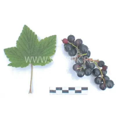 Плотнокистная