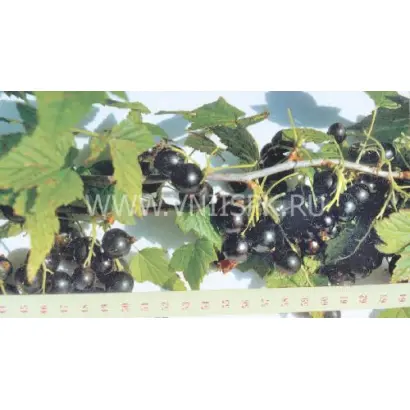 Подарок Ильиной