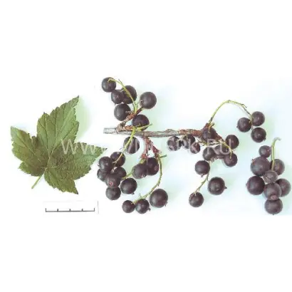 Подарок Кузиору