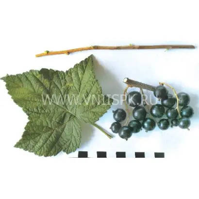 Подарок Куминову