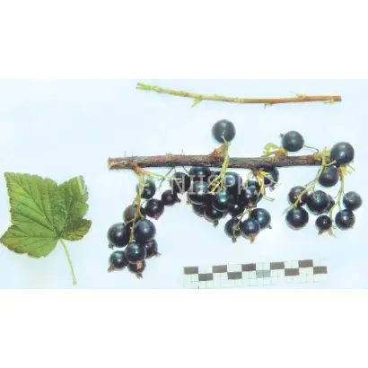 Подарок октябрю