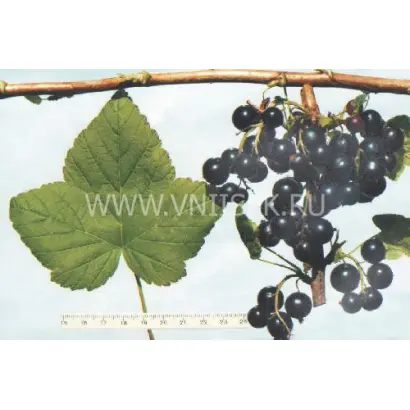 Поэзия (Нежная)