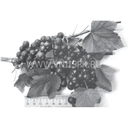 Приморский великан