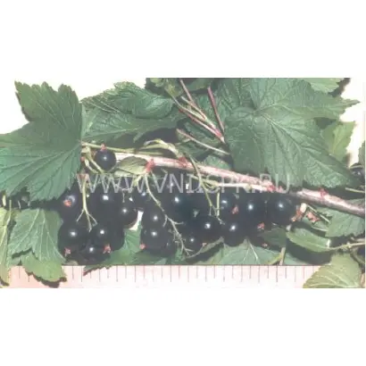 Саратовская крупноплодная