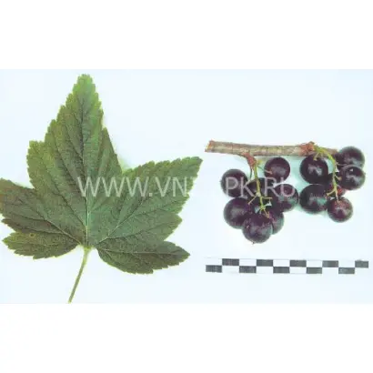 Саянский сувенир