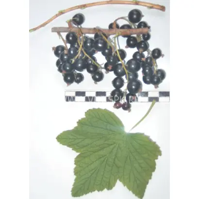 Светлолистная