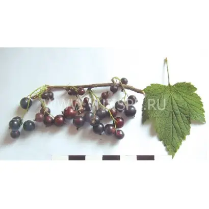 Северное сияние