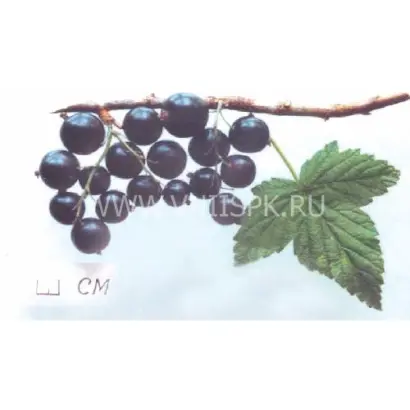 Селеченская