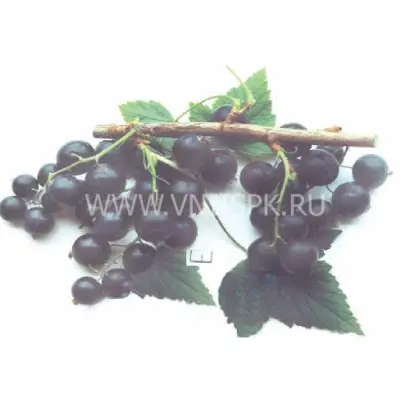 Селеченская 2