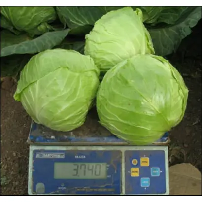 Анадоль F1 / Anadol F1