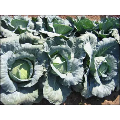 Габриель F1 / Gabriel F1