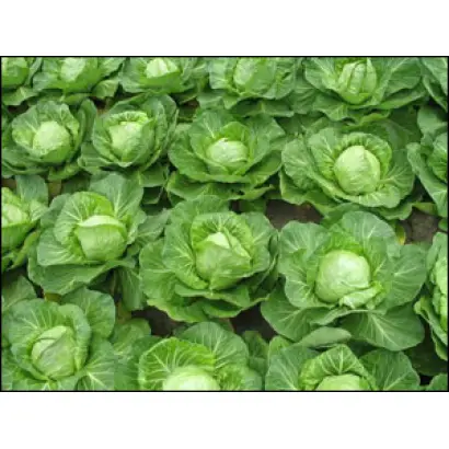 Свирель F1 /  Svirel F1