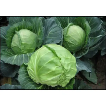 Янисоль F1 / Yanisol F1