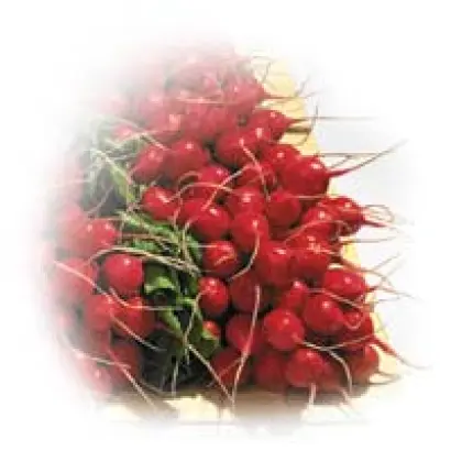 Анабель F1 / Annabel F1