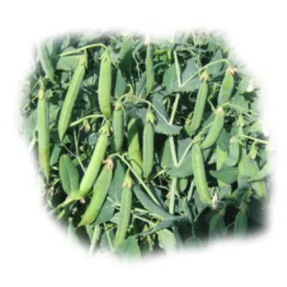 Бастион / Bastion