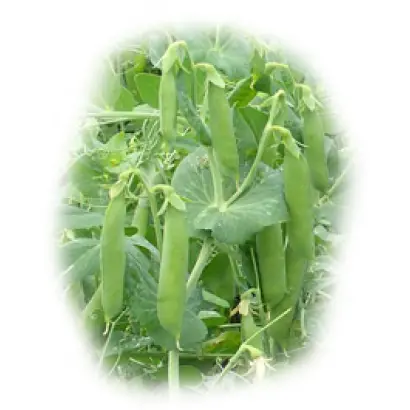 Донана / Donana