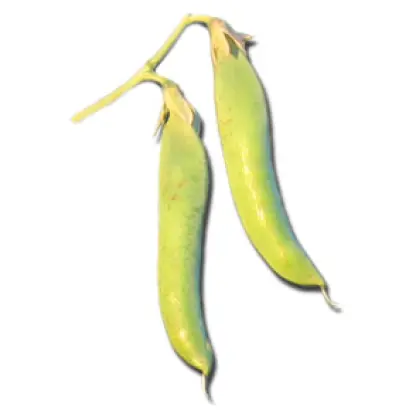 Женева / Geneva