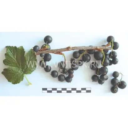 Сеянец голубки