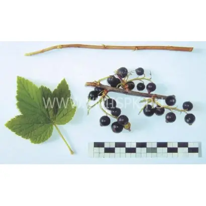 Сладкоплодная