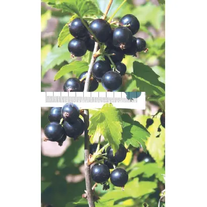 Соловьиная ночь